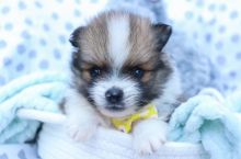 Awesome T-Cup Pomeranian Puppies for Christmas Gifts