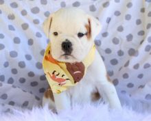 Cute Lovely English Bulldog Puppies male and female for adoption