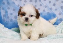 Cute Male and Female Shih Tzu Puppies Up for Adoption