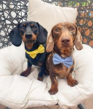 Dachshund Puppies for adoption(smithpatience13@gmail.com)