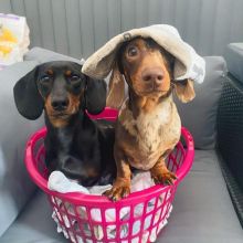 Dachshund Puppies for adoption(smithpatience13@gmail.com)