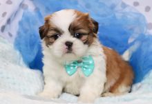 Excellent Shih Tzu Puppies Available 💕Delivery possible🌎
