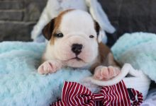 Gorgeous Mini English Bulldog puppies for adoption this Christmas {zitakuchta524@gmail.com}