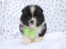 Lovely pomeranian Puppies male and female