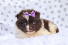 Offering CHRISTMAS MALE AND FEMALE Pomeranian Puppies For Adoption