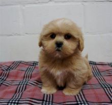 orgeous Shih Tzu puppy