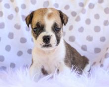 Outstanding English Bully Puppies for new homes!