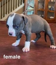 PIT BULL PUPPIES FOR ADOPTION(alishaken91@gmail.com)