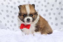 Pom Puppies for sale this Christmas