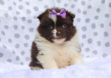 Pomeranian puppies for adoption to new homes