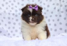 pretty pomeranian puppies for Christmas season from Santa Claus