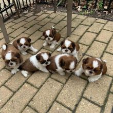 PUREBRED OUSTANDING SHIH TZU PUPPIES AVAILABLE.
