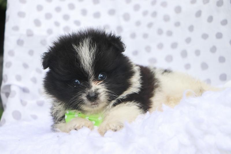 12 weeks old Pomeranian puppies want to sleep in your bed Image eClassifieds4u
