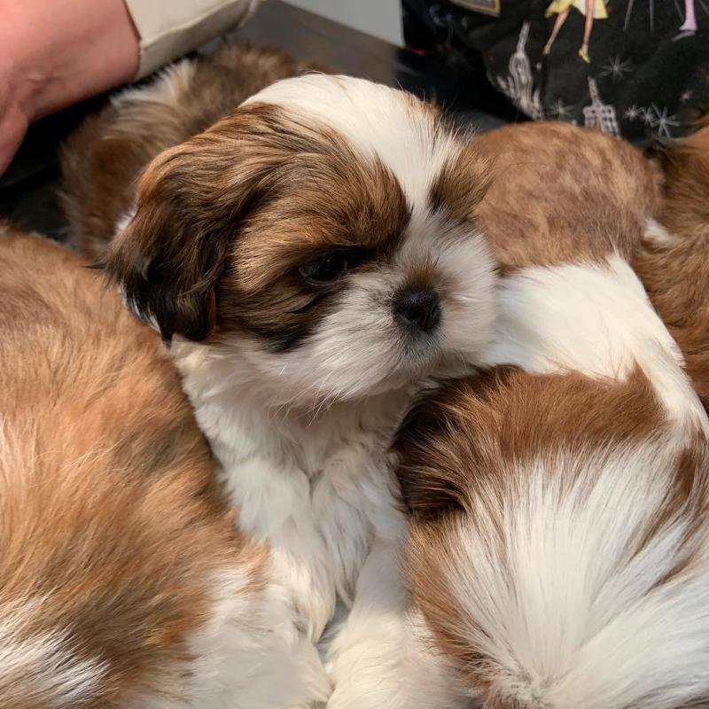 Adorable CKC Reg, Shih Tzu Pups ready for good homes.. Image eClassifieds4u