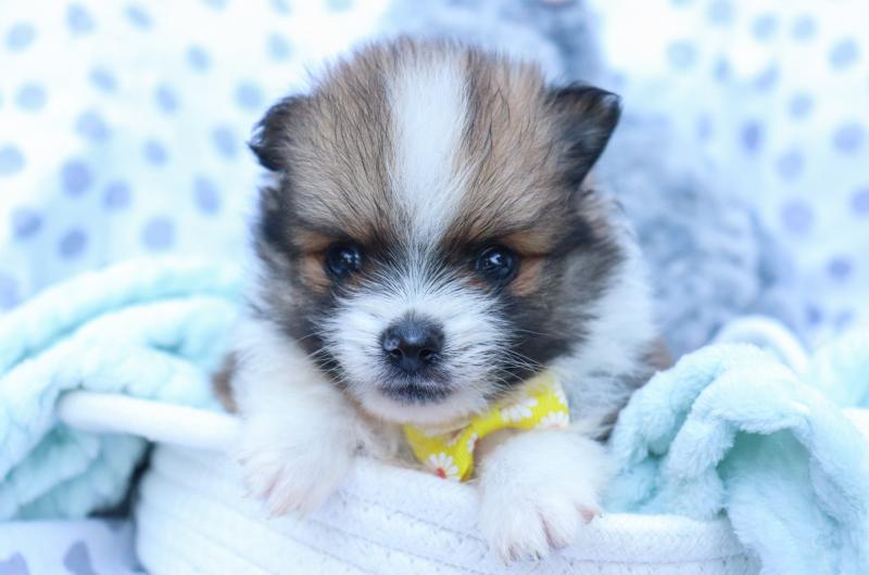 Adorable Pomeranian puppies as Christmas gifts... Image eClassifieds4u