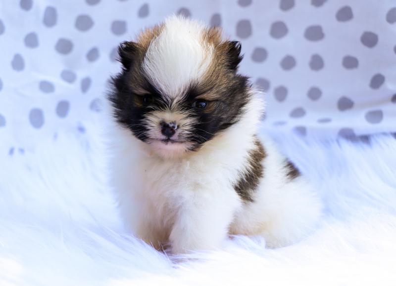 BEST POMERANIAN LITTER NOW READY TO GO. Image eClassifieds4u