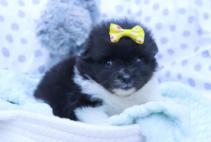 BEST POMERANIAN LITTER NOW READY TO GO. Image eClassifieds4u