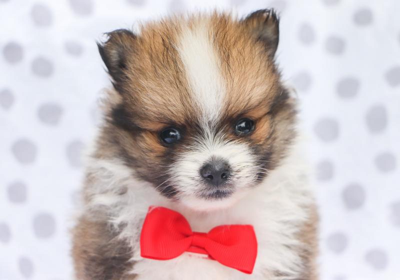 BEST POMERANIAN LITTER NOW READY TO GO. Image eClassifieds4u