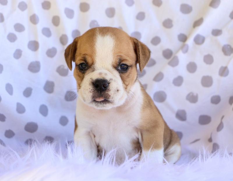 Ckc English Bulldog Puppies Email at us [ zitakuchta524@gmail.com ] Image eClassifieds4u