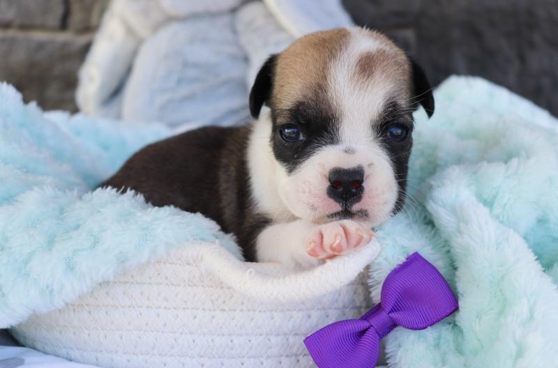 Ckc English Bulldog Puppies Email at us [ zitakuchta524@gmail.com ] Image eClassifieds4u