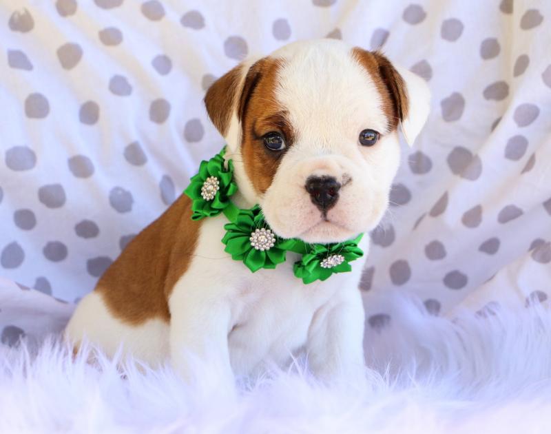 Ckc English Bulldog Puppies Email at us [ zitakuchta524@gmail.com ] Image eClassifieds4u