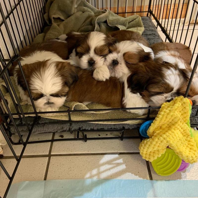 Cute lovely and adorable male and female Shih tzu puppies ready for adoption Image eClassifieds4u