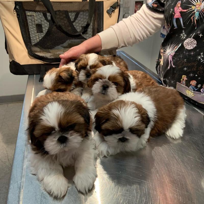Cute lovely and adorable male and female Shih tzu puppies ready for adoption Image eClassifieds4u