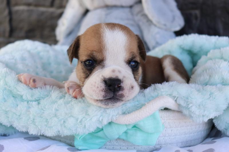 English Bulldog puppies for new families this Christmas Image eClassifieds4u