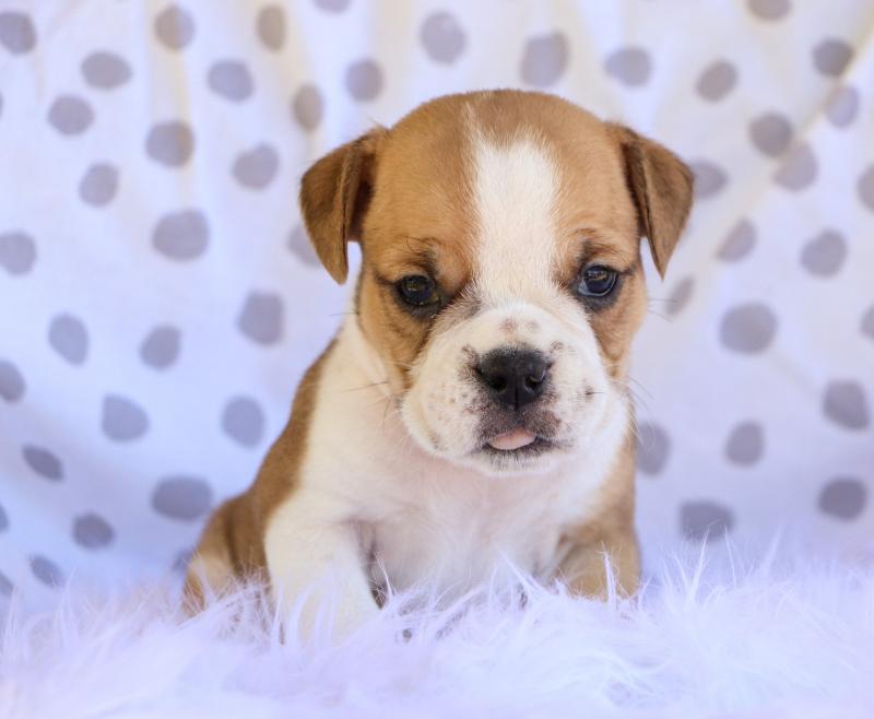 English Bulldog Puppies - Updated On All Shots Available For Rehoming Image eClassifieds4u