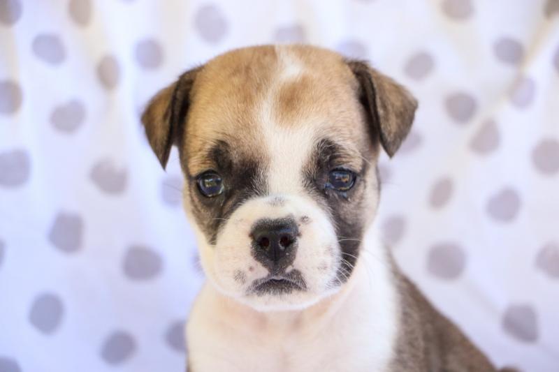 Extremely cute English bulldog puppies for free adoption Image eClassifieds4u