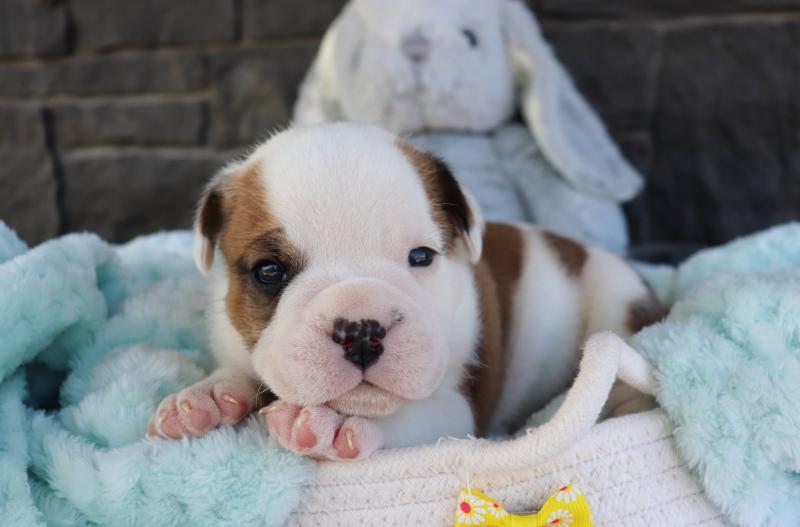 Gorgeous Mini English Bulldog puppies for adoption this Christmas {zitakuchta524@gmail.com} Image eClassifieds4u