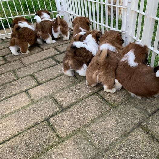 GORGEOUS Shih Tzu puppies available Image eClassifieds4u