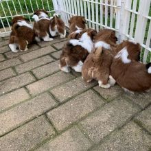 shih tzu PUPPIES FOR ADOPTION Image eClassifieds4u 2