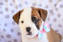Amazing english bulldog puppies for adoption Image eClassifieds4u 3