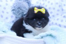 BEST POMERANIAN LITTER NOW READY TO GO. Image eClassifieds4u 2