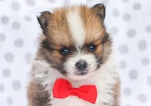 BEST POMERANIAN LITTER NOW READY TO GO. Image eClassifieds4u 3