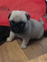 CBCA Pug puppies Image eClassifieds4u 1
