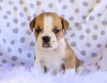 Ckc English Bulldog Puppies Email at us [ zitakuchta524@gmail.com ] Image eClassifieds4u 1