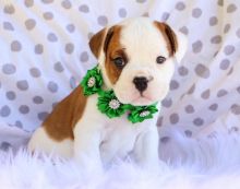 Ckc English Bulldog Puppies Email at us [ zitakuchta524@gmail.com ] Image eClassifieds4u 3