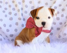 Ckc English Bulldog Puppies Email at us [ zitakuchta524@gmail.com ] Image eClassifieds4u 4