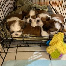 Cute lovely and adorable male and female Shih tzu puppies ready for adoption Image eClassifieds4u 1