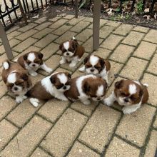 Cute lovely and adorable male and female Shih tzu puppies ready for adoption Image eClassifieds4u 4