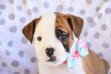 Cute Lovely English Bulldog Puppies male and female for adoption Image eClassifieds4u 4