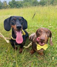 Dachshund Puppies for adoption(smithpatience13@gmail.com) Image eClassifieds4U