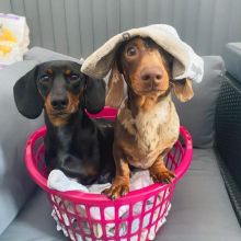 Dachshund Puppies for adoption(smithpatience13@gmail.com) Image eClassifieds4U