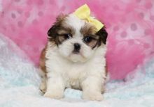 Excellent Shih Tzu Puppies Available 💕Delivery possible🌎 Image eClassifieds4u 3