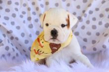 Extremely cute English bulldog puppies for free adoption Image eClassifieds4u 1