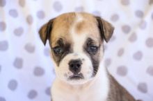 Extremely cute English bulldog puppies for free adoption Image eClassifieds4u 2