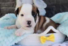 Extremely cute English bulldog puppies for free adoption Image eClassifieds4u 3