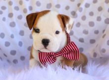 Extremely cute English bulldog puppies for free adoption Image eClassifieds4u 4